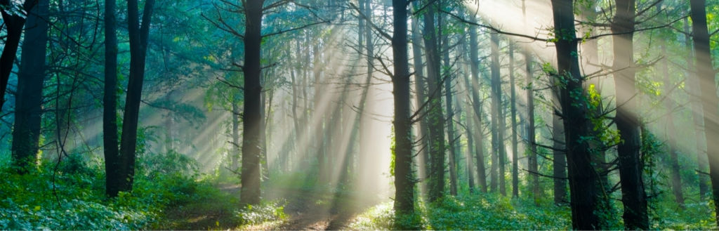 Flectra • Image and Text